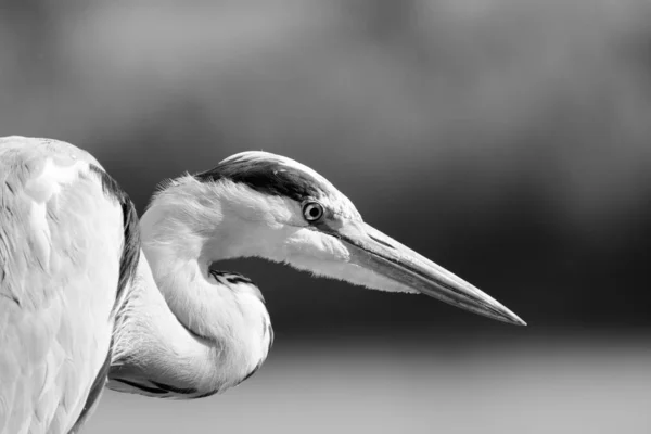 Image Monochrome Détaillée Extérieure Seul Héron Chasse Isolé Aigrette Arrière — Photo