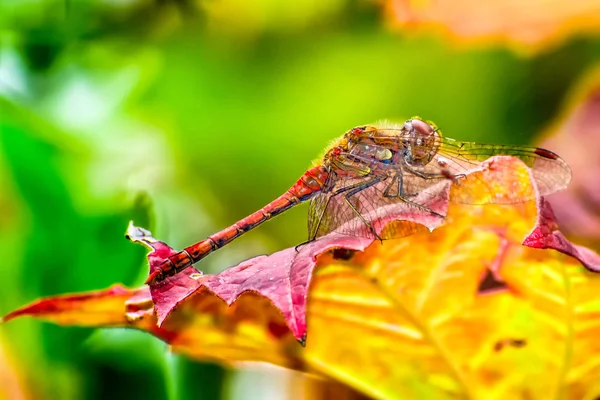 Vibrantly colored macro of a single dragonfly on a leaf