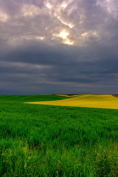 Paisaje de primavera con campos verdes amarillos, cielo nublado — Foto de Stock