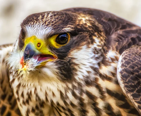 Farbiges Kopfschuss-Porträt eines weißen braunen Falken beim Essen — Stockfoto