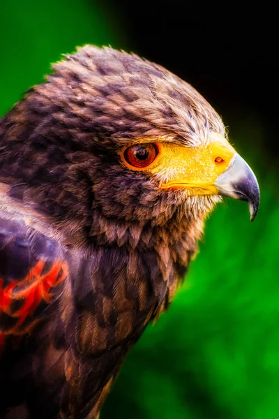 Intensiv Gefärbte Seite Porträt Eines Einzelnen Isolierten Rotbraunen Falken Mit — Stockfoto