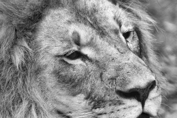 Monochrome fine art portrait of a single isolated partial lion\'s head in black and white with fine details and texture taken in South Africa