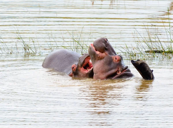 Imagen animal al aire libre a color de dos hipopótamos en un lago, Sudáfrica — Foto de Stock