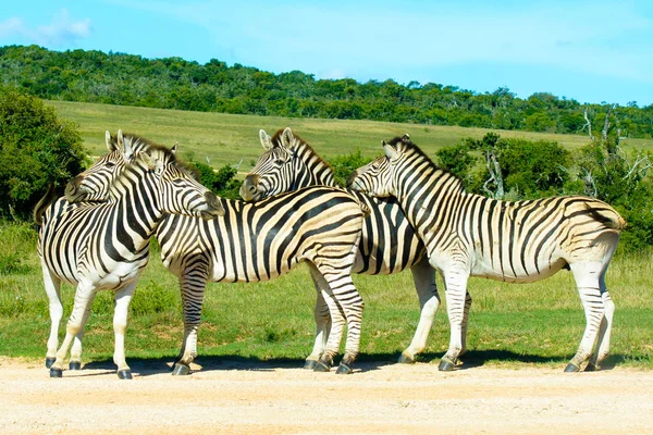 Color wildlife portrait, cute zebra group,South Africa, natural background, blue sky, symbolic,figurative,relaxing,fun,pause,break,team,together,rely on,teaming,harmony,confidence,trust,peaceful,cozy