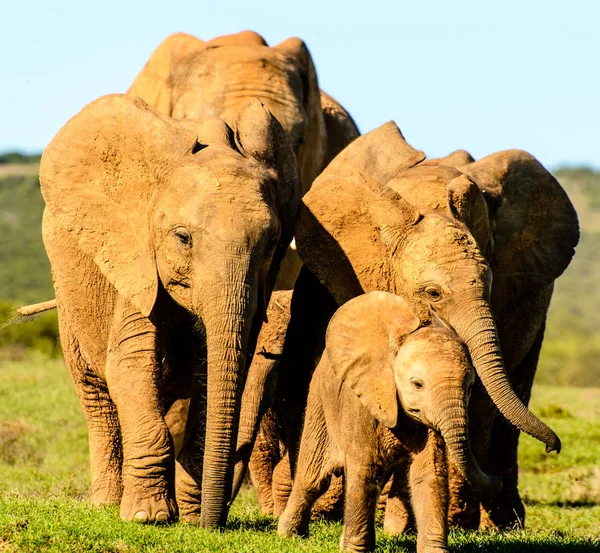 South Africa moving elephant family portrait in color on a sunny day