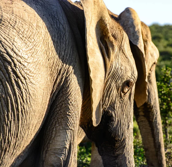 Dos elefantes bajo el sol en Sudáfrica bajo el cielo azul — Foto de Stock