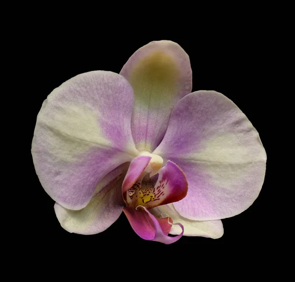 Fine Art Stilleben Blommig Färg Makro Blomma Porträtt Vidöppen Isolerad — Stockfoto