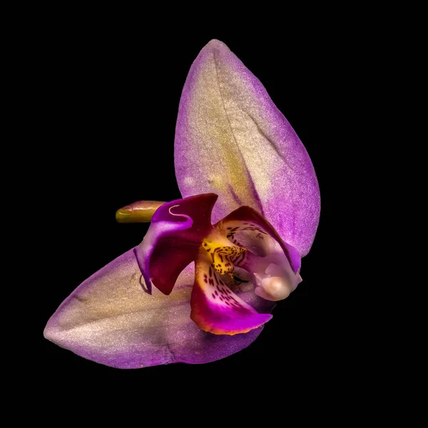 Bellas Artes Bodegón Floral Brillante Colorido Macro Flor Retrato Una — Foto de Stock