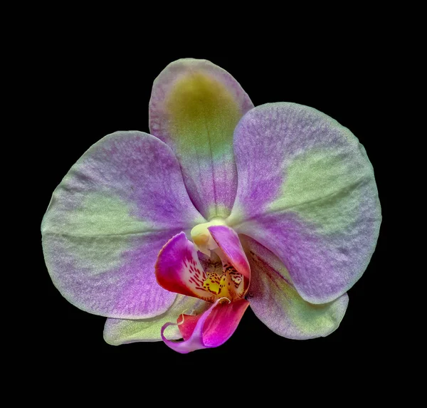 Güzel Sanatlar Natürmort Çiçek Rengi Makro Çiçek Portresi Geniş Açık — Stok fotoğraf