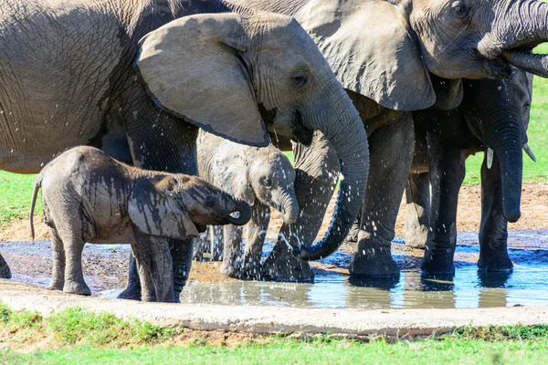 Beber elefantes y bebés bajo un sol brillante en Sudáfrica — Foto de Stock