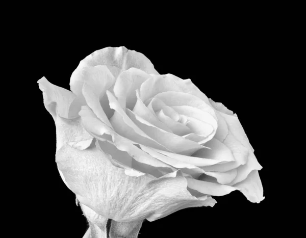 Monochrome Fine Art Nature Morte Macro Lumineux Une Seule Fleur — Photo