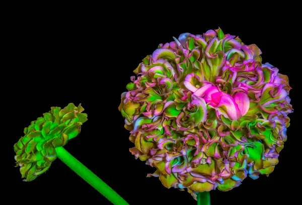 pop-art color macro of a green pink buttercup blossom and a bud on black background