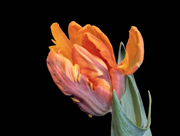 Still life fine art bright colorful macro of a single isolated opening parrot tulip blossom with green leaves on black background