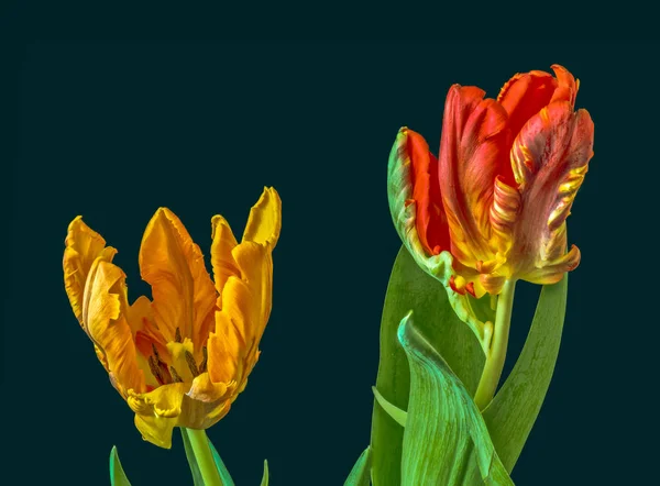 Fine art still life colorful macro of a pair of isolated yellow red parrot tulip blossoms on green background with detailed texture, stem and leaves