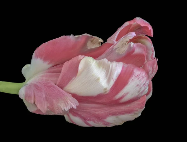 Still life bright pastel color macro of a closed single isolated white pink parrot tulip blossom with green stem on black background