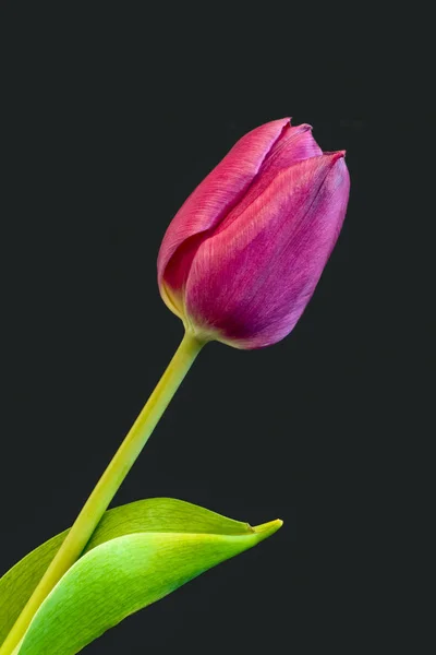 Fine Art Stilleben Ljust Färgglada Makro Enda Isolerad Violett Tulpan — Stockfoto