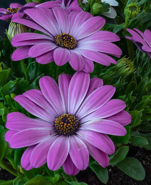 Beaux Arts Still Life Flower Macro Pair Wide Open Blooming — Photo