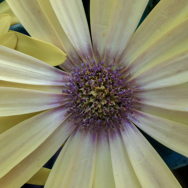 Beaux Arts Nature Morte Couleur Pastel Naturel Fleur Macro Intérieur — Photo