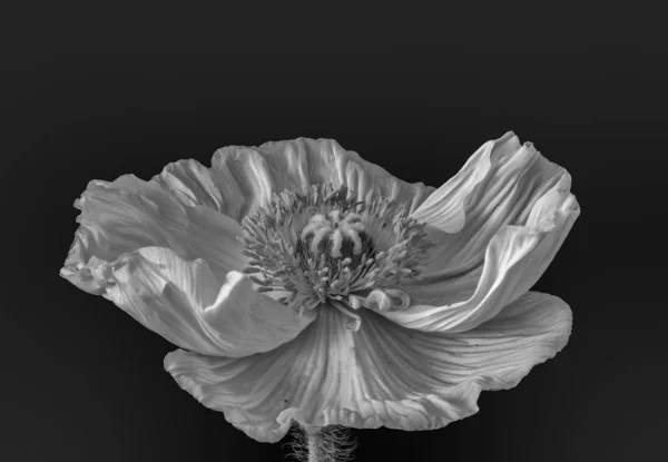 Floral fine art still life detailed monochrome macro of a single isolated wide opened white iceland poppy blossom isolated on black background in surrealistic vintage painting style