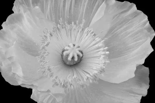 Floral Bela Arte Ainda Vida Detalhada Macro Monocromático Único Isolado — Fotografia de Stock