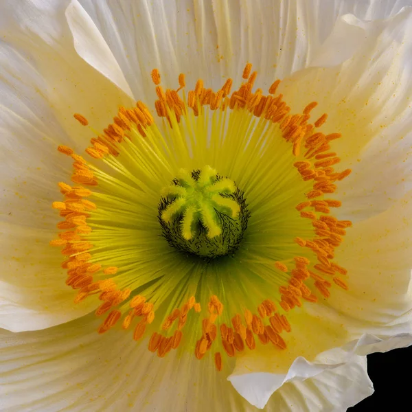 Floral Fine Art Martwa Natura Szczegółowe Kolorowe Makro Jednego Białym — Zdjęcie stockowe