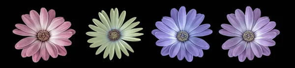 Fine art still life pastel color macro of a set of four isolated wide open blooming pink violet blue yellow african / cape daisy / marguerite blossoms on black background