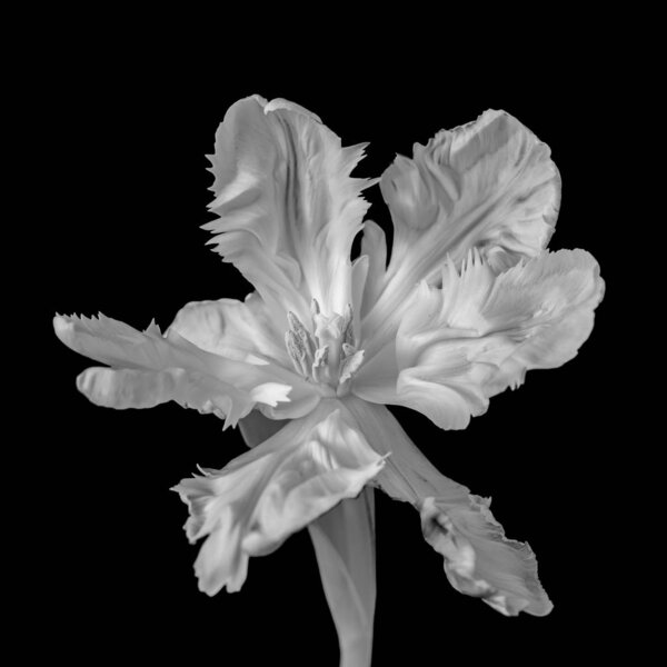 Still life bright monochrome single isolated parrot tulip blossom macro of a wide open bloom of unusual shape with leaves on black background