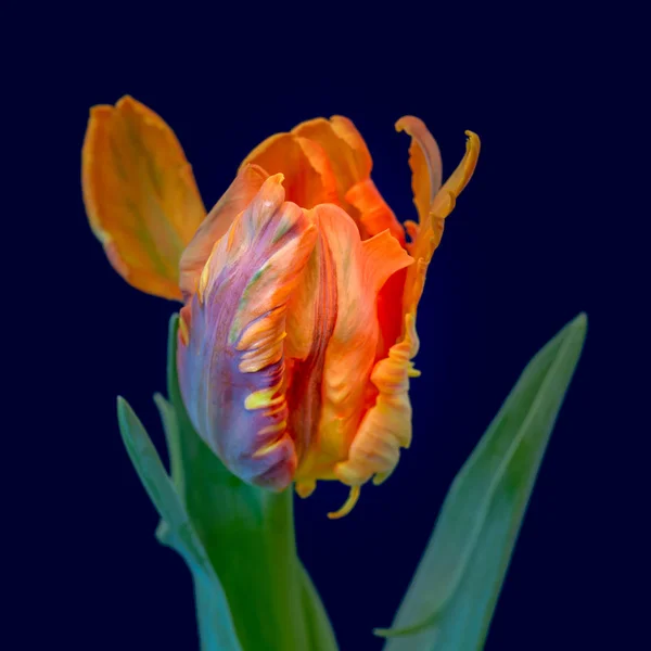 Натюрморт Яркий Красочный Попугай Цветок Тюльпана Темно Синем Фоне Макрос — стоковое фото