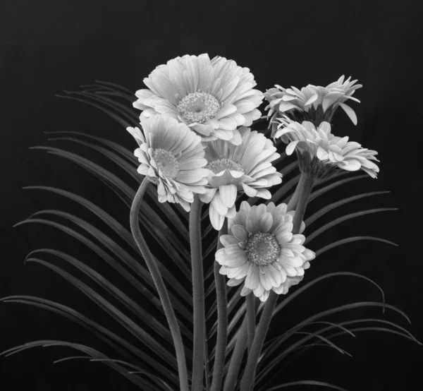 monochrome bouquet of white gerberas in vintage painting style