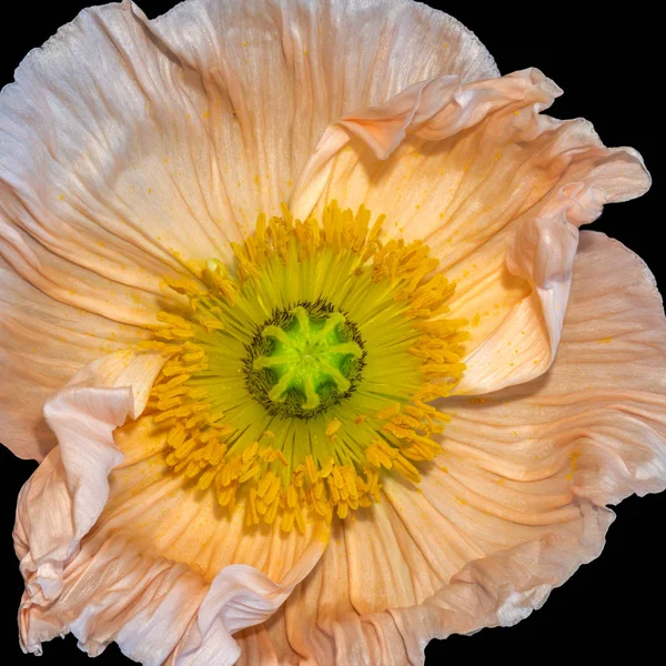 Floral Καλή Τέχνη Ακόμα Ζωή Λεπτομερή Χρώμα Μακρο Ένα Μεμονωμένο — Φωτογραφία Αρχείου