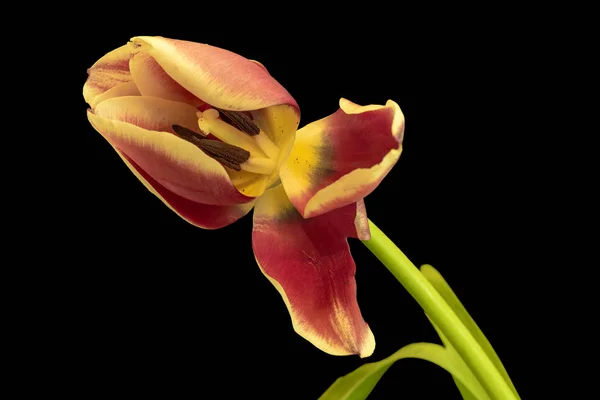 Sola Flor Tulipán Amarillo Rojo Aislado Sobre Fondo Negro Bodegón —  Fotos de Stock