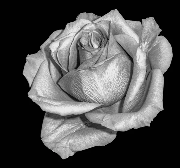 Nature Morte Macro Monochrome Une Seule Fleur Rose Blanche Isolée — Photo