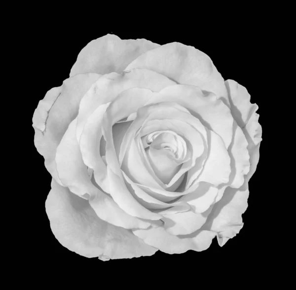 Monochromatyczne Grzywny Sztuki Martwa Natura Makro Jednego Białego Kwiat Róży — Zdjęcie stockowe