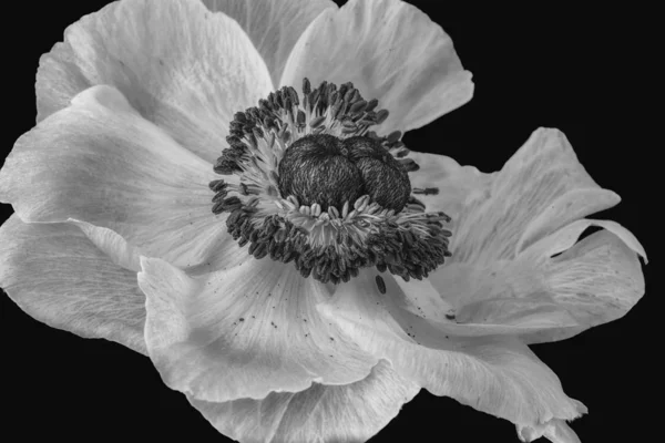 Macro monocromático de uma flor de anêmona branca isolada — Fotografia de Stock
