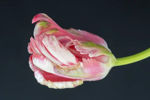 white pink green parrot tulip blossom on dark gray background, still life bright colorful macro of a closed single isolated bloom with green stem