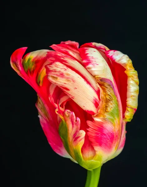 white pink green parrot tulip blossom on black background, still life bright colorful macro of a closed single isolated bloom with green stem