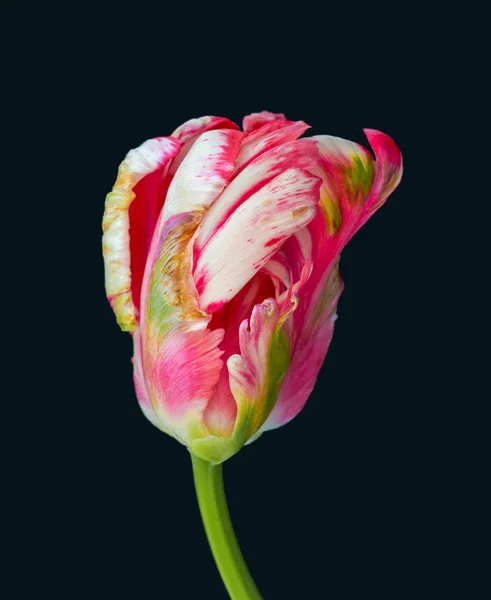 Vit Rosa Grön Papegoja Tulpan Blomma Svart Bakgrund Stilleben Ljusa — Stockfoto