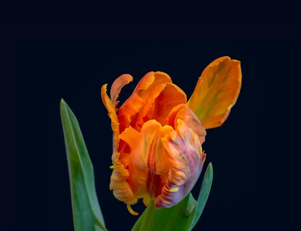 静生鲜艳彩的鹦鹉郁金香在深蓝色背景上绽放 宏开的单独立开花与叶子 — 图库照片