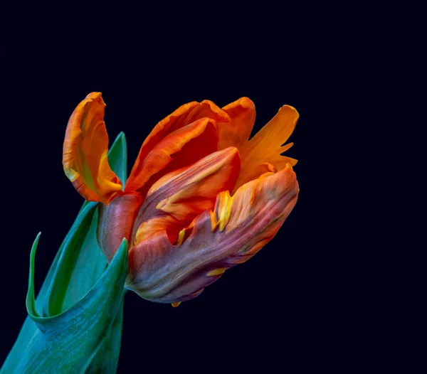 Натюрморт Яркий Красочный Попугай Цветок Тюльпана Голубом Фоне Макрос Открытого — стоковое фото