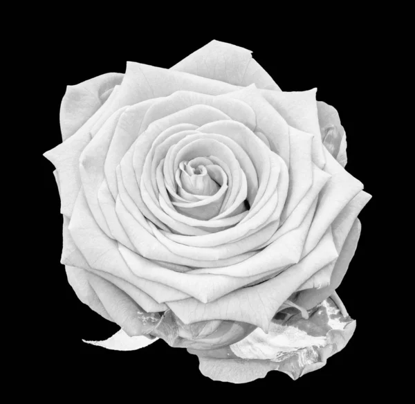 黒い背景に詳細な質感を持つ単一の孤立した白いバラの花のファインアート静物明るいモノクロマクロ — ストック写真