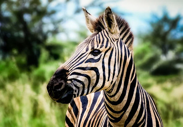 Outdoor portrait of a cute sweet lovely young zebra — Stock Photo, Image