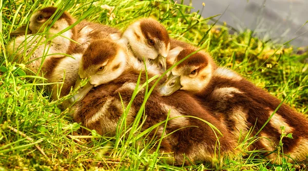 Group of cozy sweet cute lovely ducks / ducklings — Stock Photo, Image