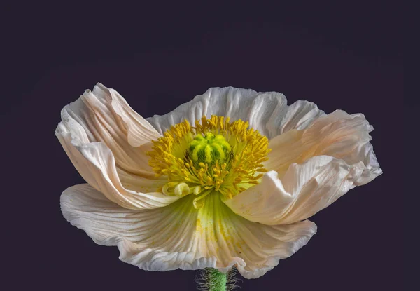 Floral Fine Art Martwa Natura Szczegółowe Makro Kolor Jednego Białym — Zdjęcie stockowe