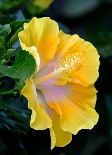 Outdoor color macro hibiscus blossom portrait of a single isolated yellow and violet bloom on natural blurred dark background taken on a sunny summer day