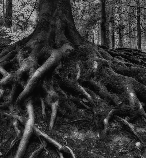 Surreal Černobílá Pohádková Pohádka Fantastická Fantasy Představa Gigantických Kořenech Starého — Stock fotografie