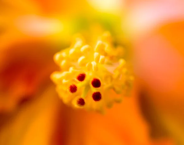 Cor Intensa Hibisco Floral Macro Flor Interna Retrato Amarelo Vermelho — Fotografia de Stock