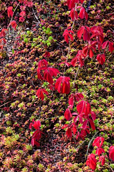 Farbe Laub Blumen Freien Herbstliche Nahaufnahme Bild Der Roten Jungfrau — Stockfoto