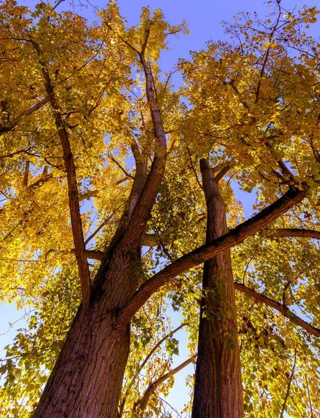 Farbe Freien Herbst Natur Fine Art Fotografie Von Zwei Großen — Stockfoto