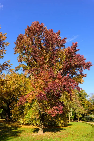 Herbstliche Landschaft mit amerikanischem Storax-Baum unter blauem Himmel — Stockfoto