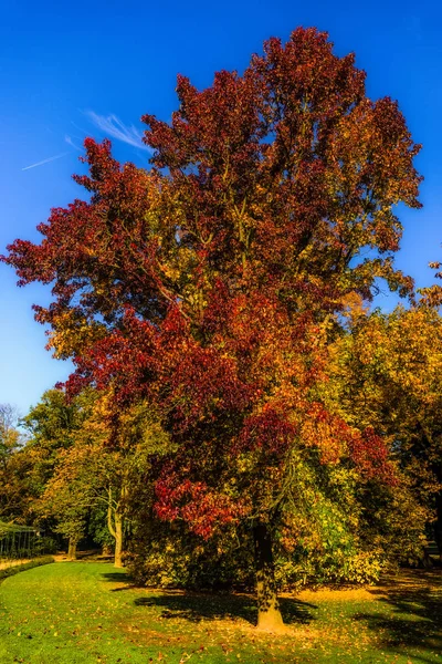 Intensiv gefärbte Natur Landschaft im Freien Herbst Laub Foto von einem Park mit einem amerikanischen Storax-Baum n der Mitte mit roten, orangen, gelben und grünen Blättern an einem sonnigen Herbsttag mit blauem Himmel aufgenommen — Stockfoto